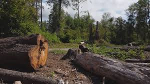 Best Firewood Processing and Delivery  in Delphi, IN