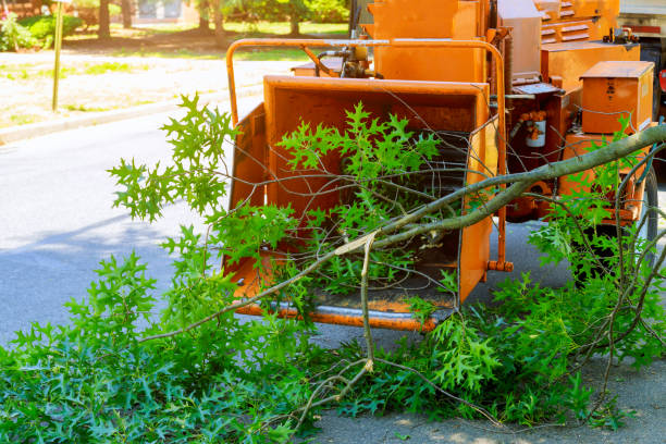 Best Tree Maintenance Programs  in Delphi, IN